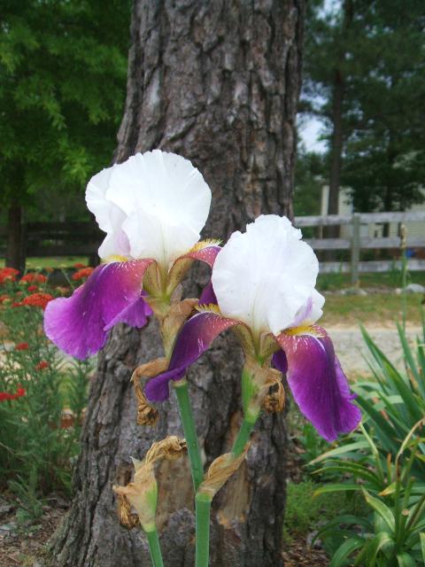 8721_the_last_iris_2012.jpg