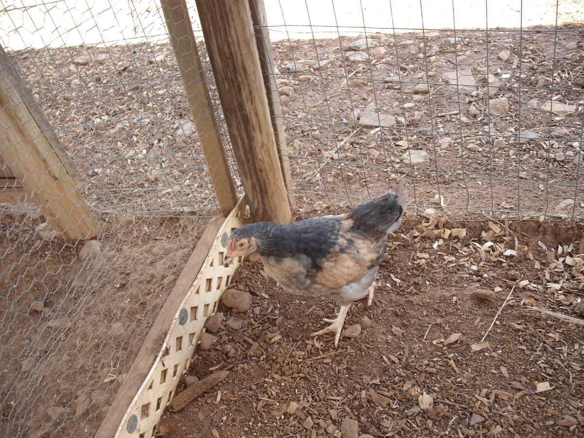 9W Chick.JPG