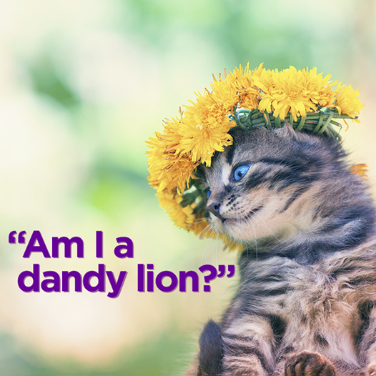 A dandelion.png
