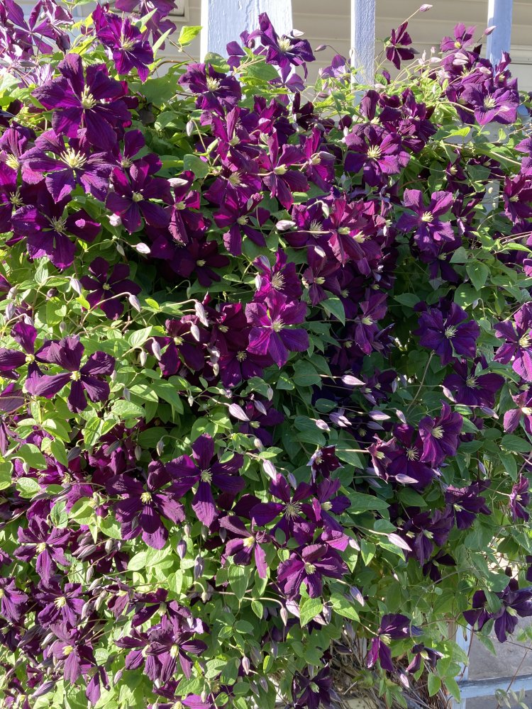 A83C78F6-ABDE-4347-A0C5-A360262D9492.jpeg