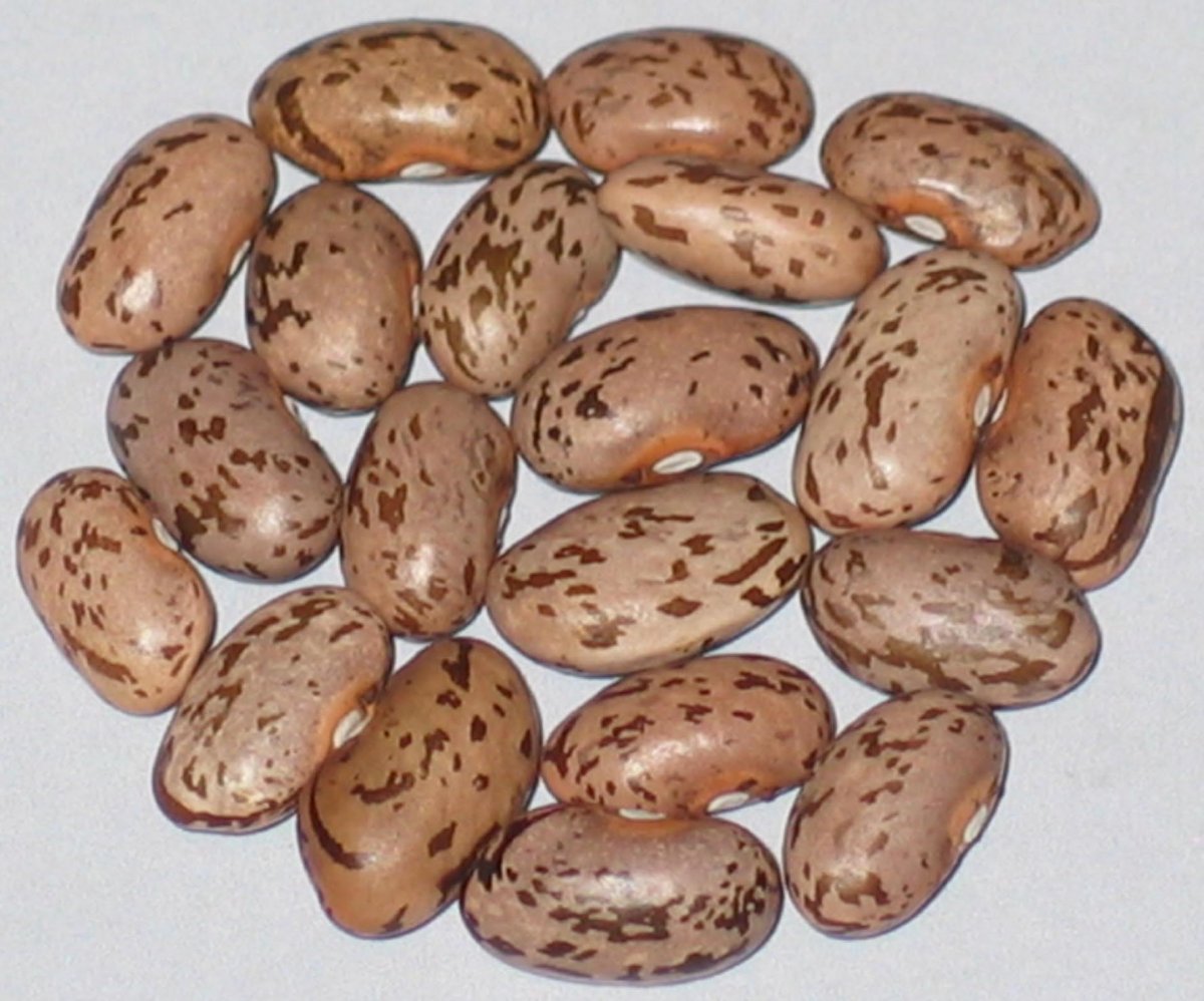 abundant little gem pinto.jpg
