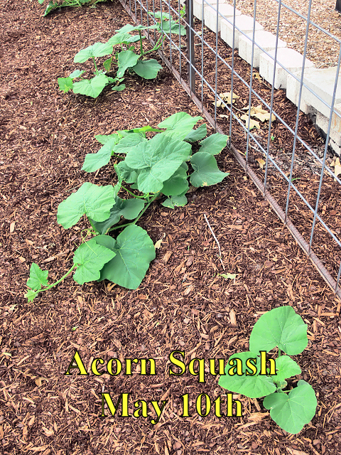 Acorn_Squash_051017.jpg