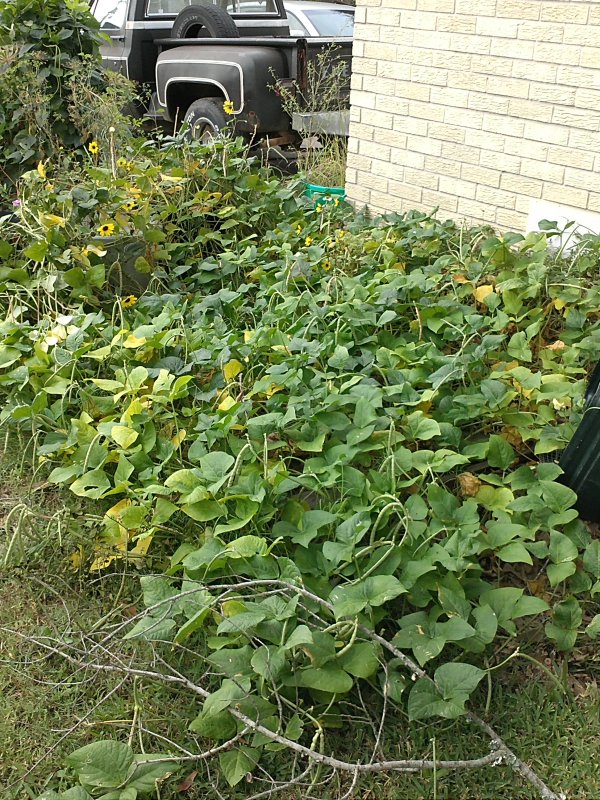 African pea plant.jpg