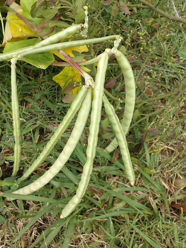 African pea pods.jpg