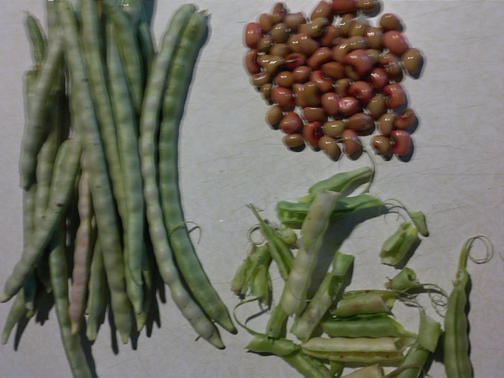 African pea shells.jpg