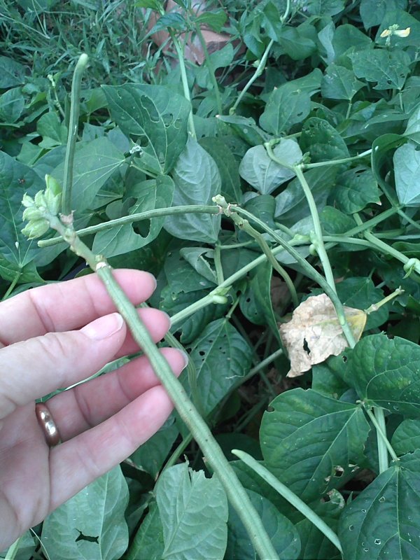 African peas.jpg