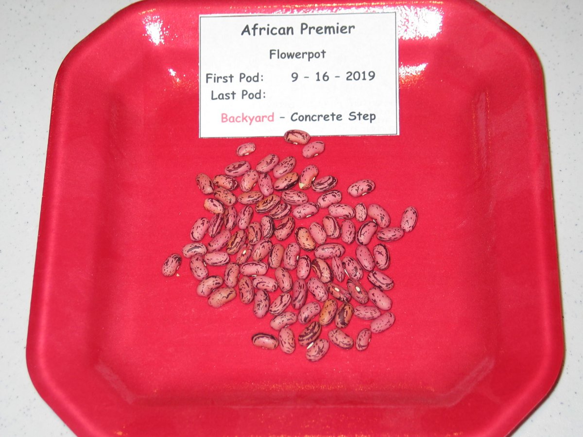 African Premier - Tray 1.40.JPG