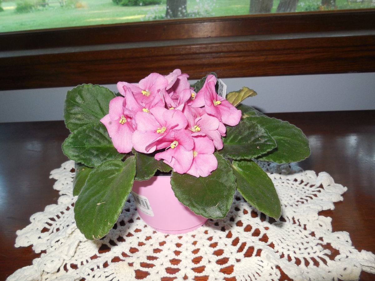 African violet.JPG