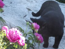 africlawflowers.jpg