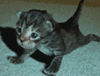 aFu_KittenPushUps.gif