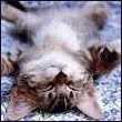 aFu_KittenSleeping.jpg