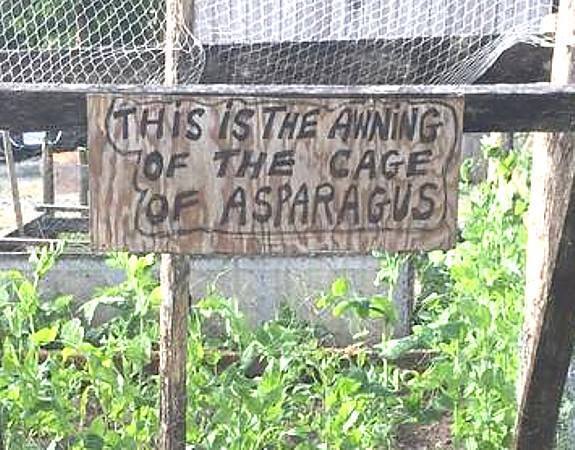 ageofasparagus.jpg