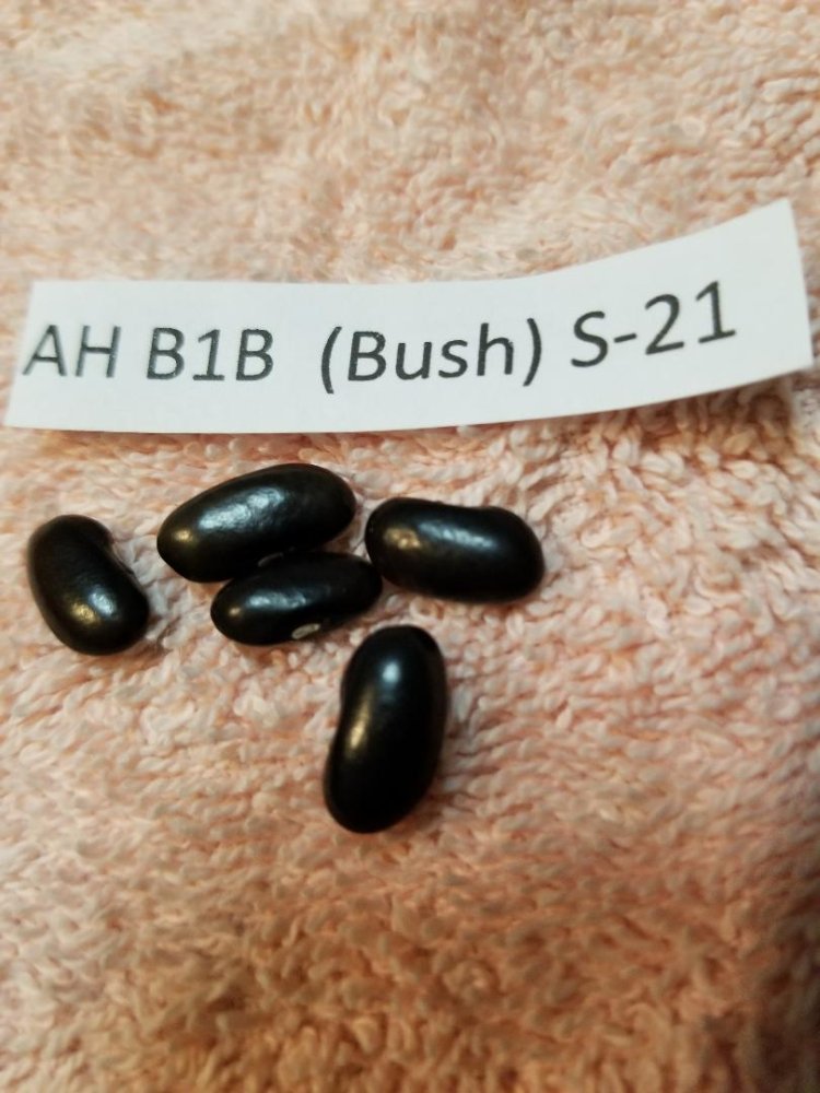 AH B1B.jpg