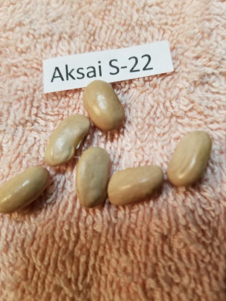 AKSAI 22.jpg