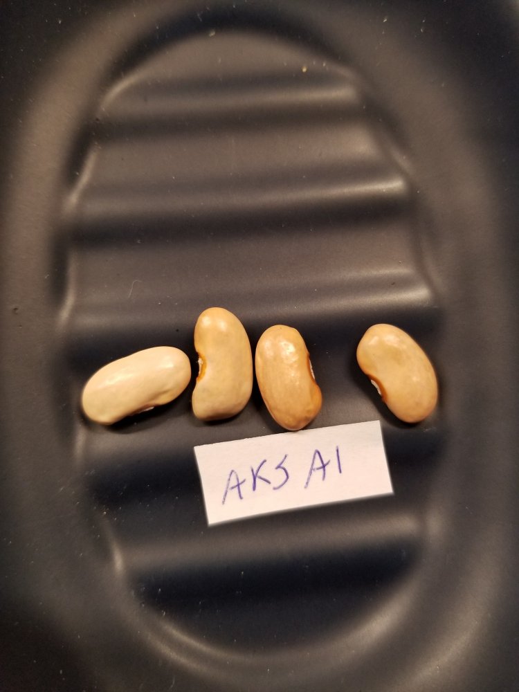 Aksai Beans.jpg