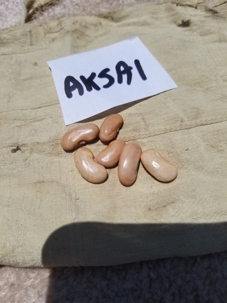 Aksai Seeds.jpg