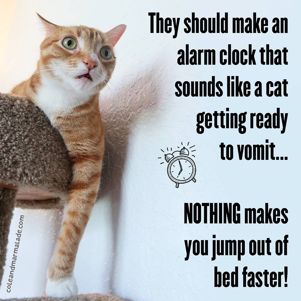 alarm cat.jpg