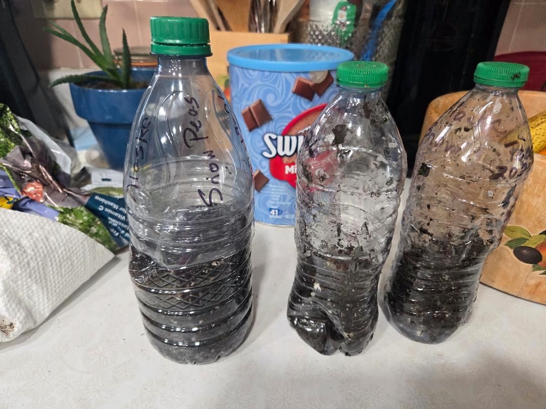 Alaska Snow peas in bottles, 02-19-26 #2.jpg