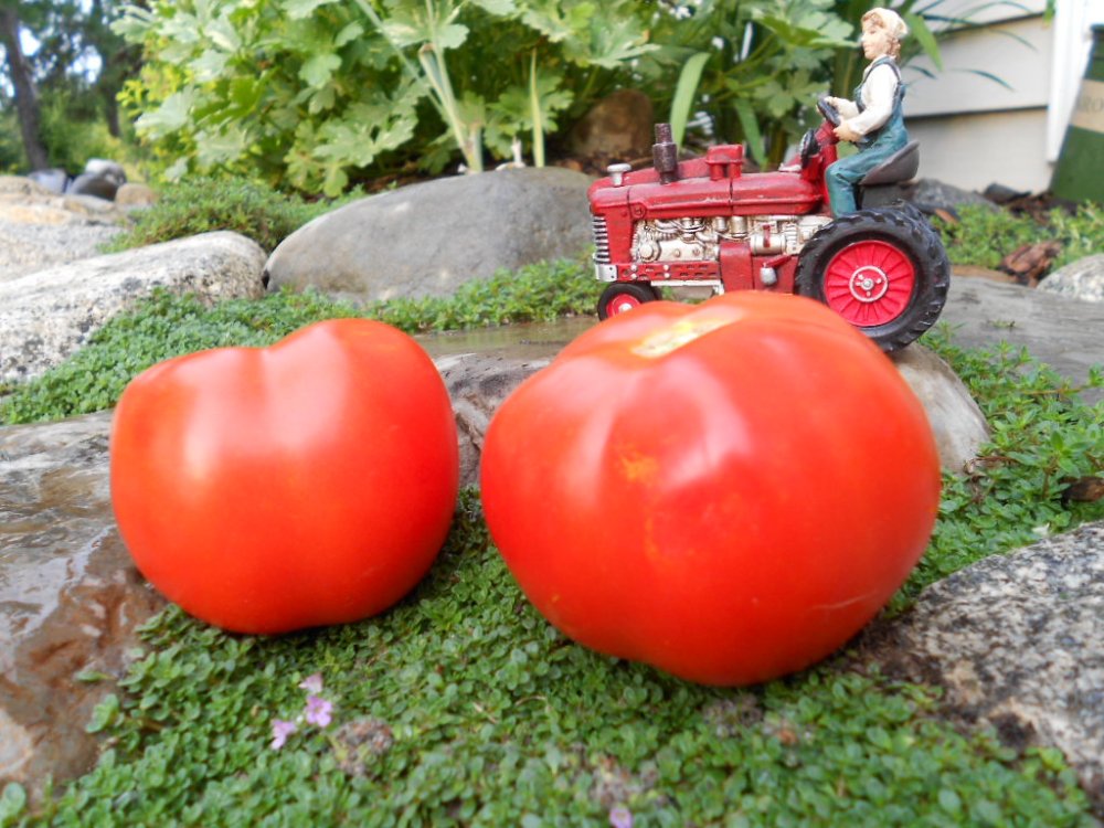 alaskan fancy tomatoes 8.23.13 002.JPG