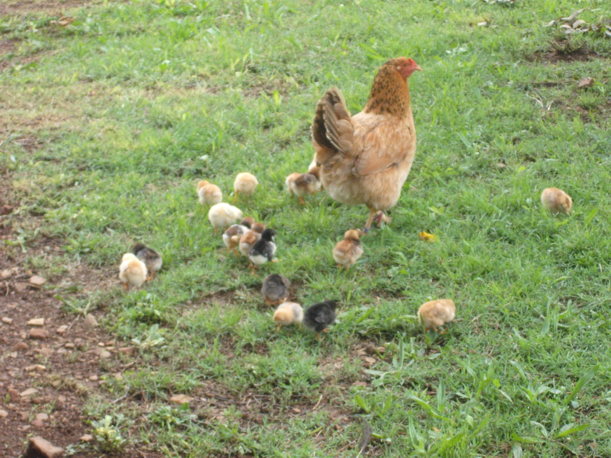 All Chicks.JPG