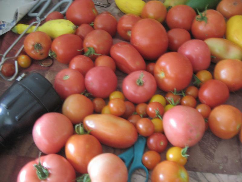 all kinds of tomatoes.jpg