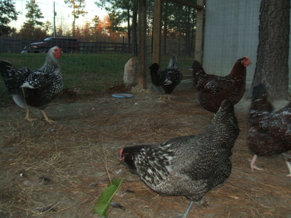 all the girls 11.22.12.jpg