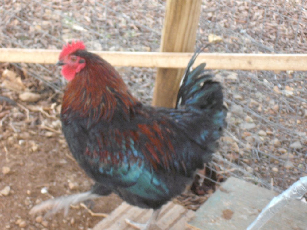 Almost Cockerel.JPG
