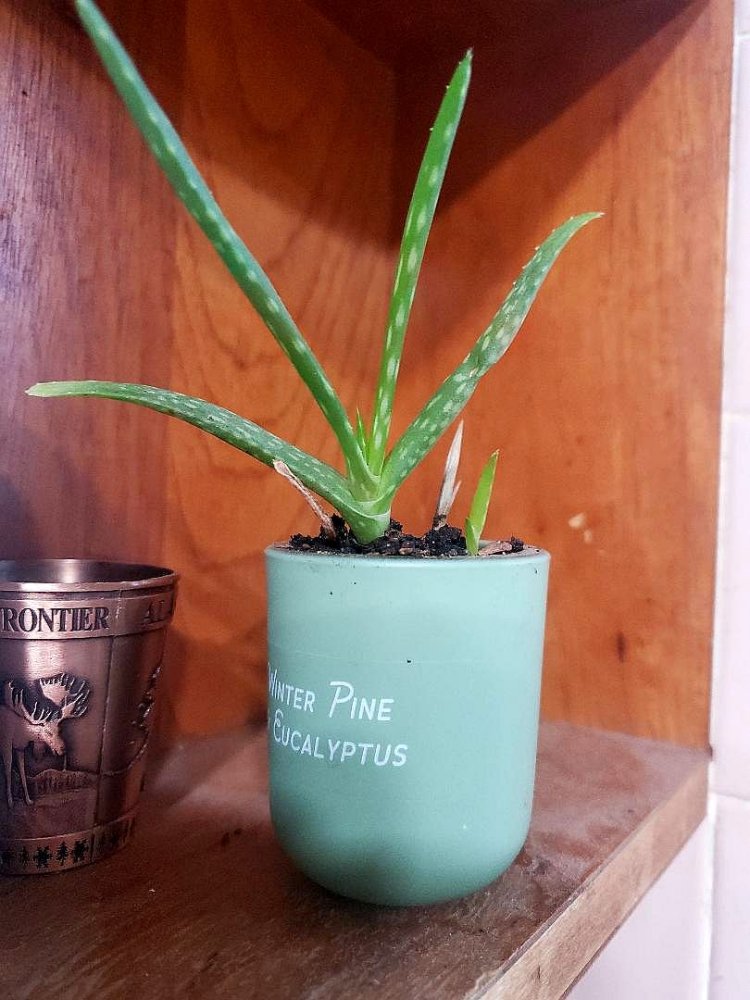 Aloe, 04-23-24.jpg