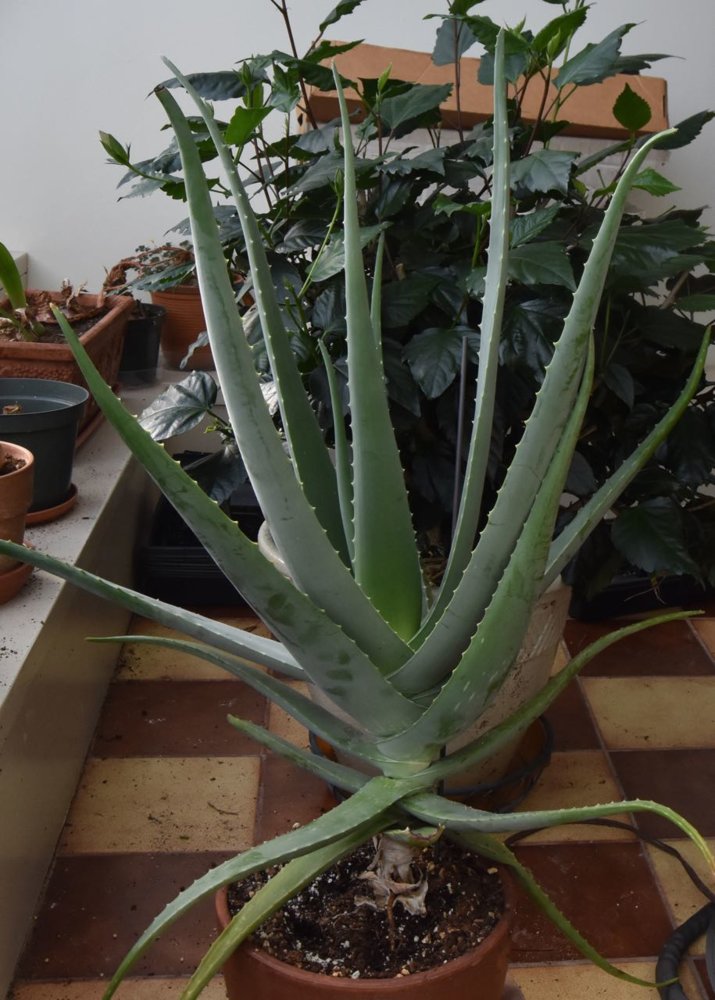 Aloe .jpg