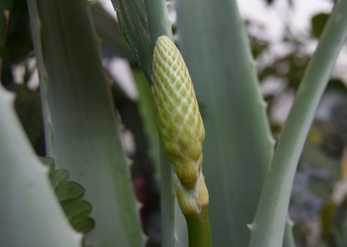 Aloe.jpg