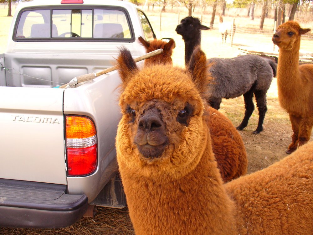alpacas and hot air balloon009.jpg