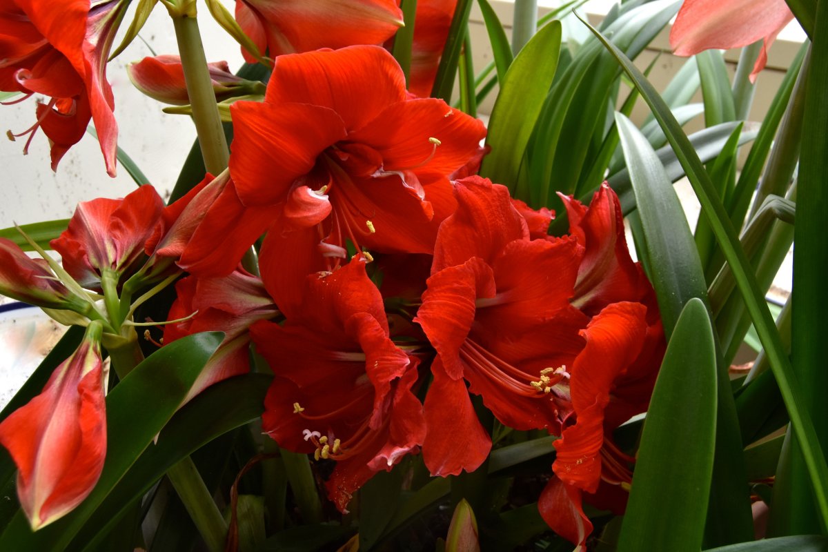 amary reds.jpg