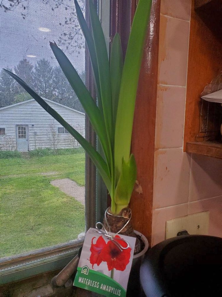 Amaryllis, 04-23-24.jpg