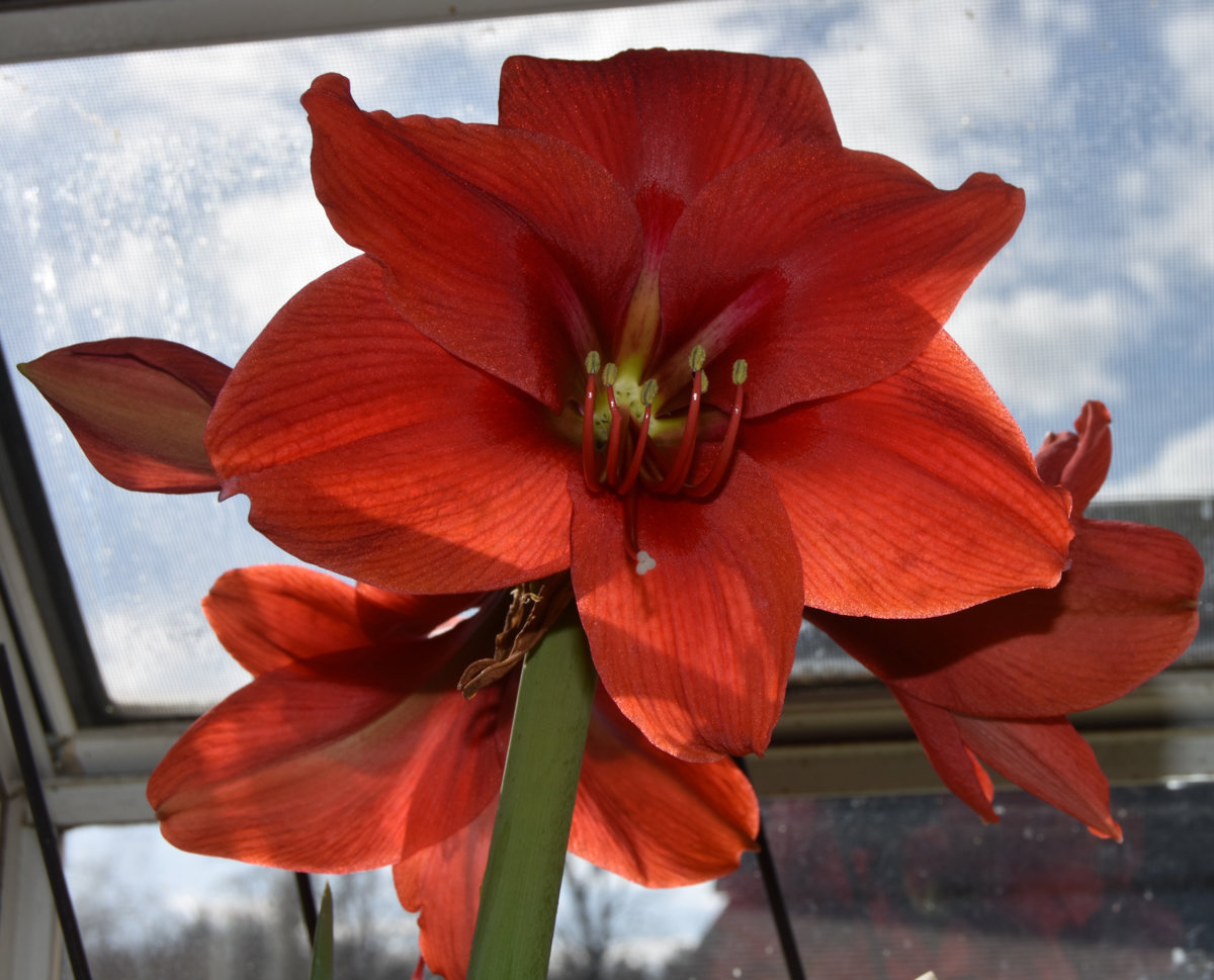 amaryllis 2018.jpg