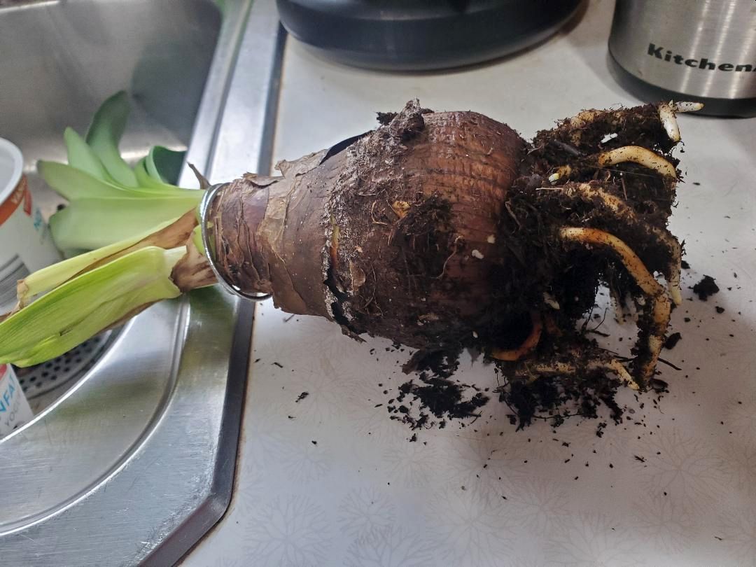Amaryllis, good roots, 04-24-26.jpg