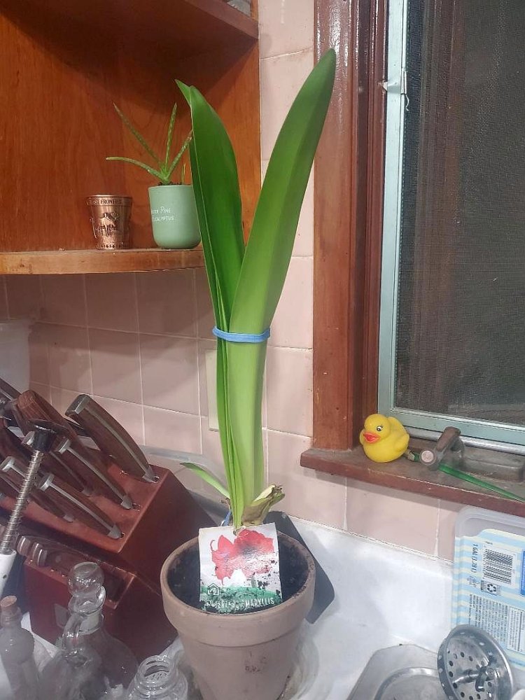 Amaryllis in new pot, 04-29-24.jpg