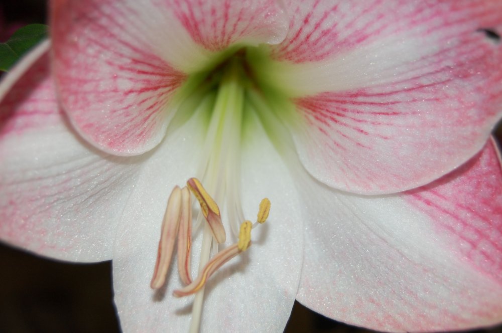 amaryllis.jpg