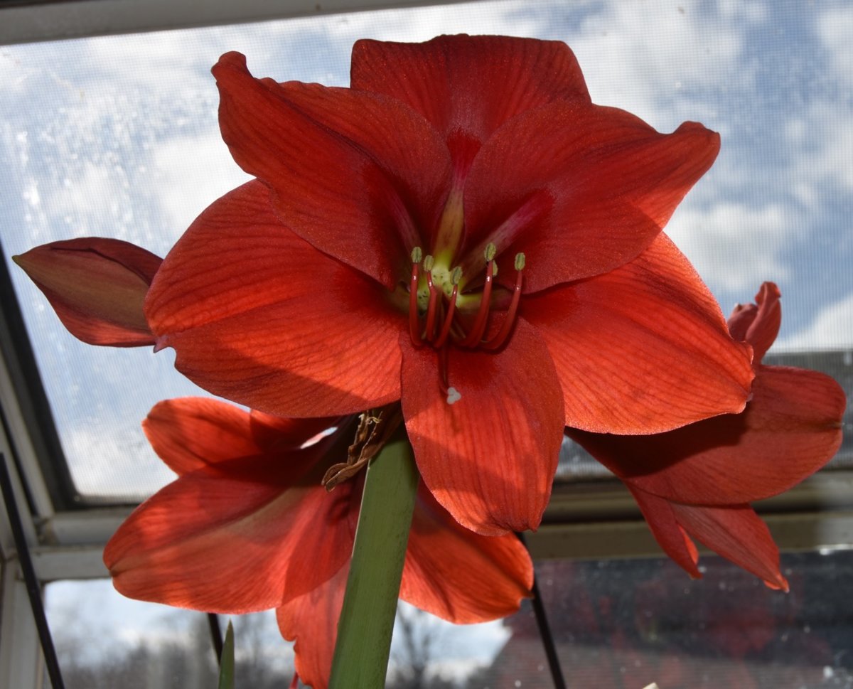 amaryllis teg.jpg