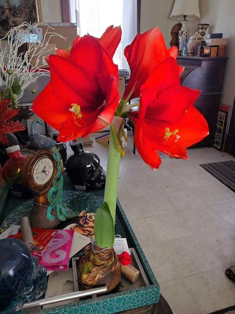 Amaryllis, was covered, DDs Christmas plant, 2023.jpg