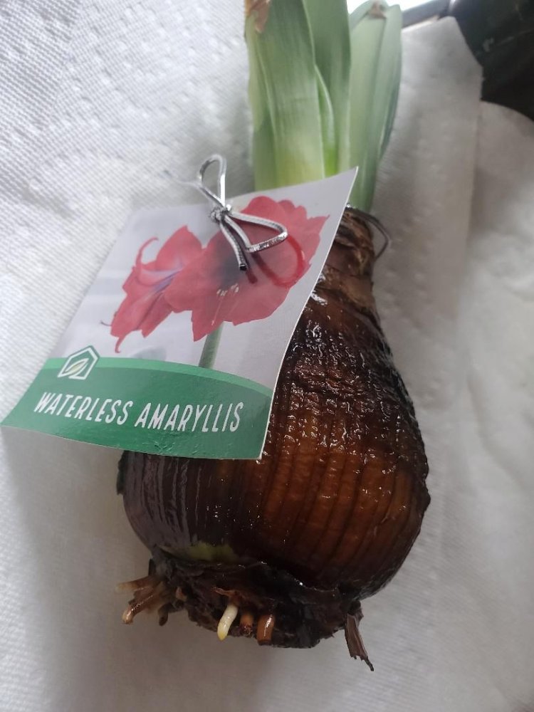 Amaryllis with tiny roots, 04-05-24.jpg