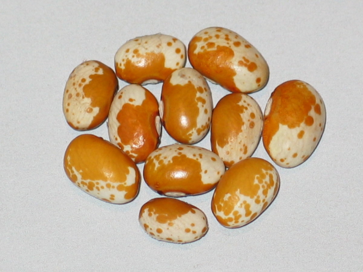 Amber Pearl #1.jpg