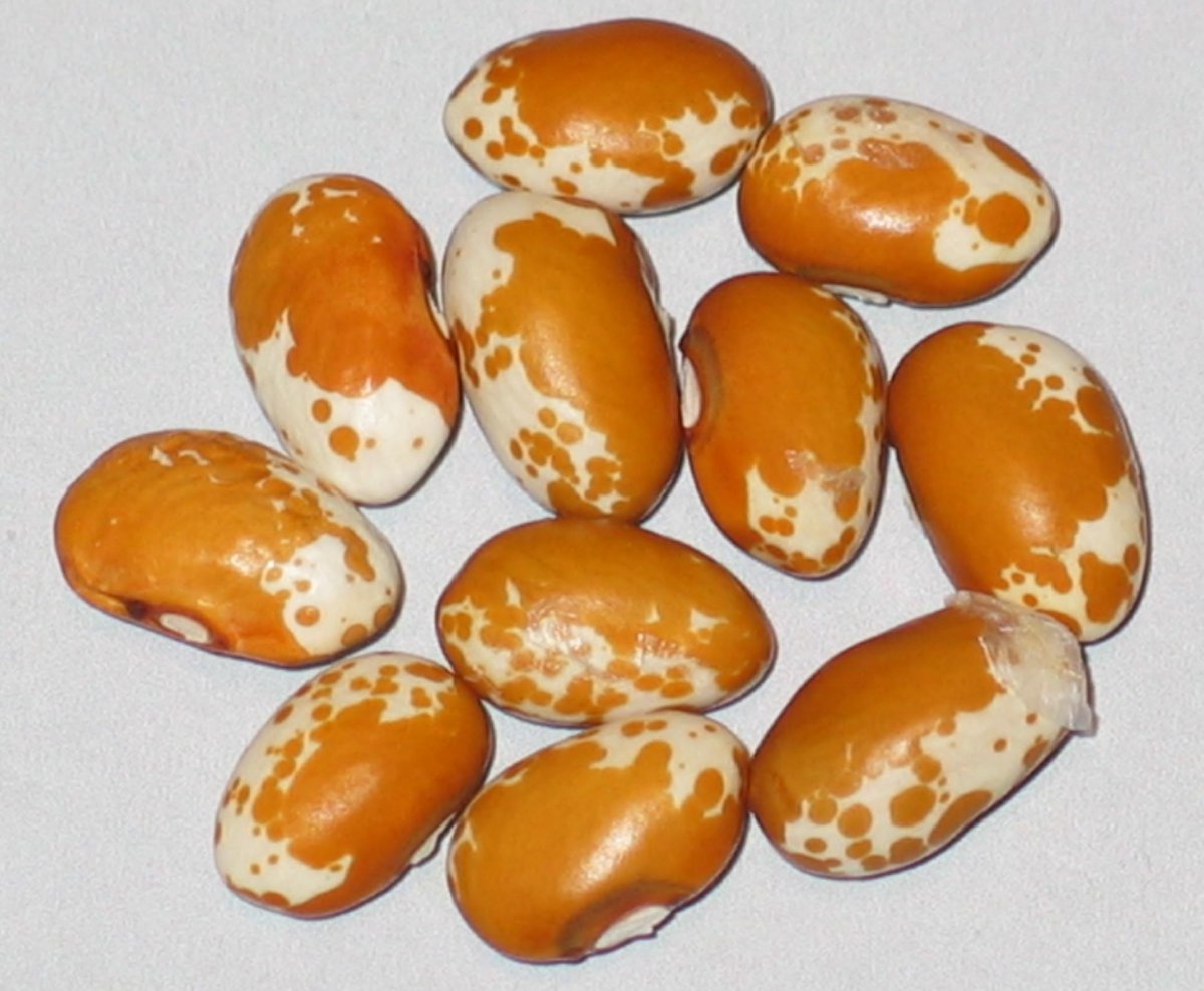 Amber Pearl.jpg