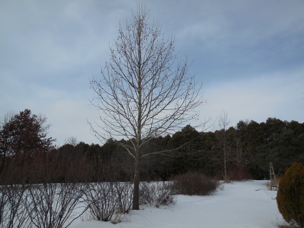 american sycamore.JPG