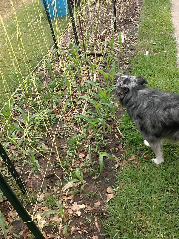 Anasazi corn and Polly.jpg