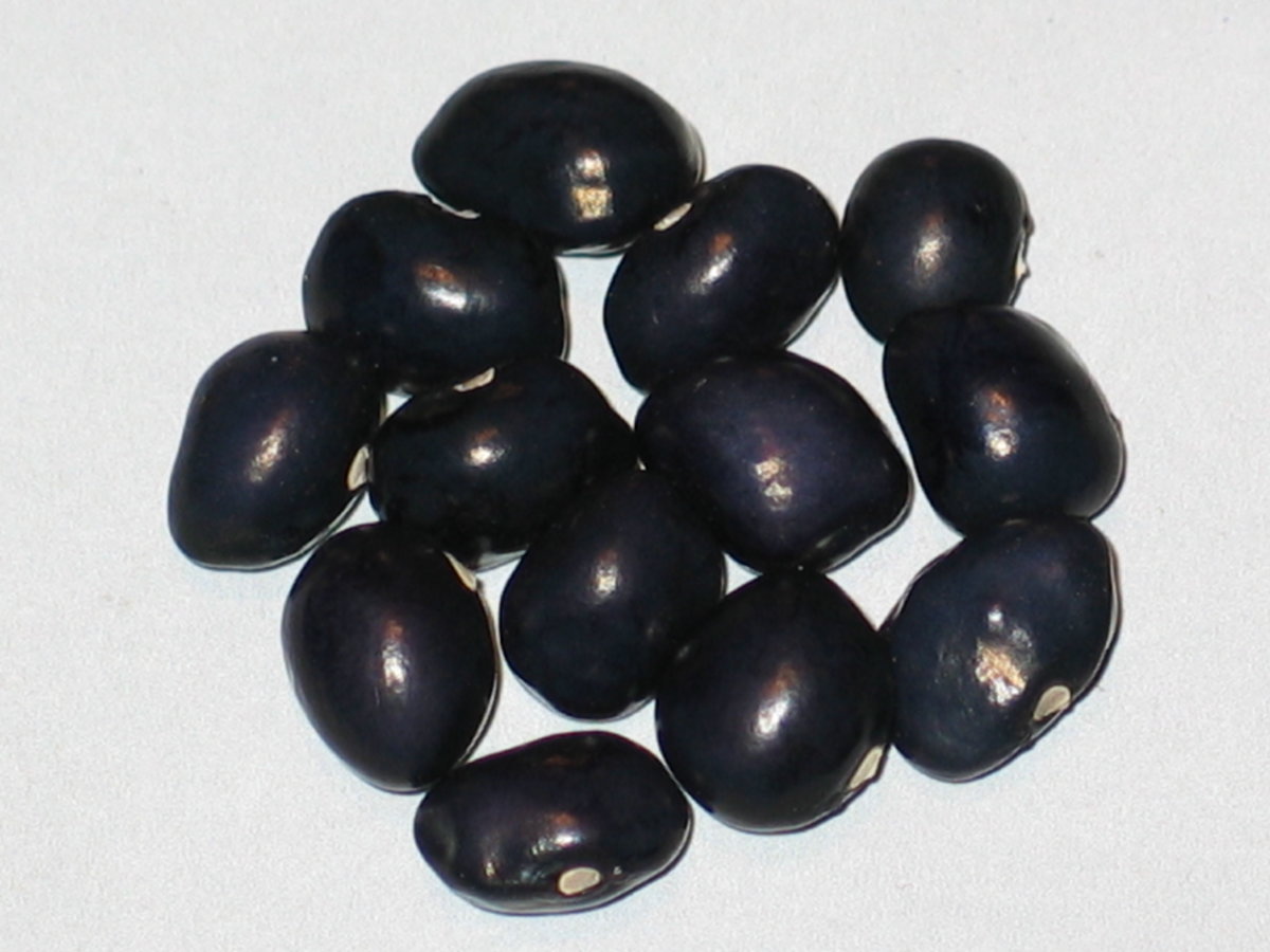 Anatolian-Black.jpg