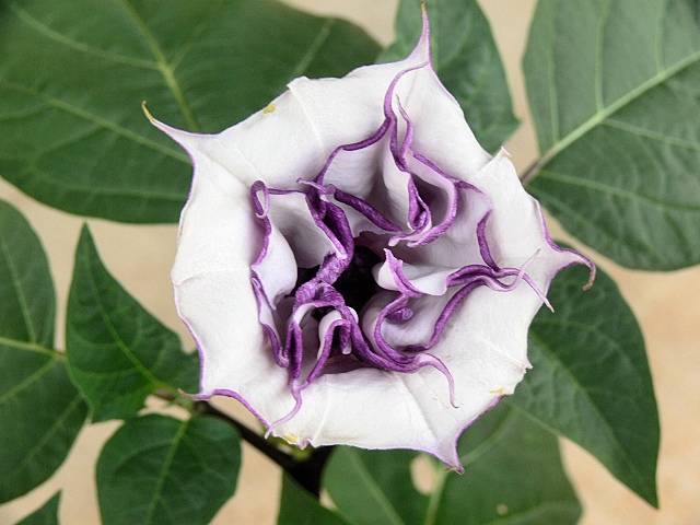 Angel_Trumpet_1.jpg