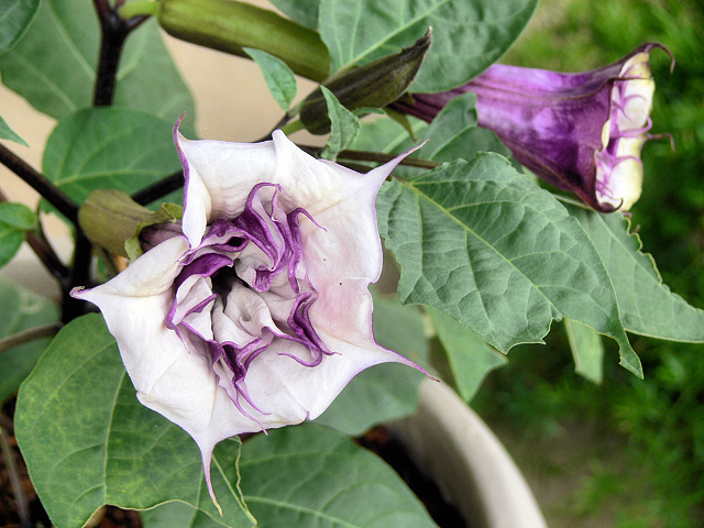 Angel_Trumpet_2.jpg
