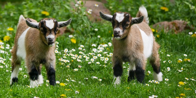The Benefits of Gardening with Goats