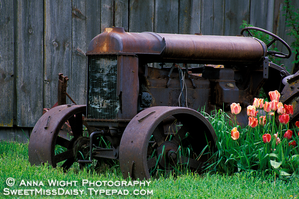 AnnaWightTulipTractorweb600.jpg