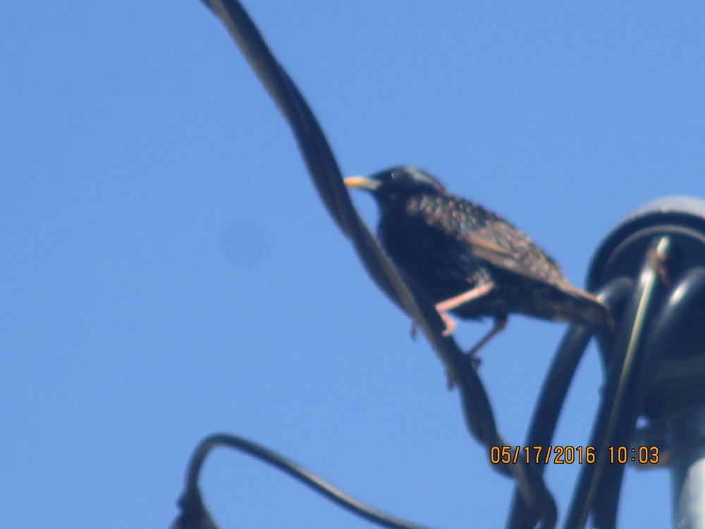 another bird 2.JPG
